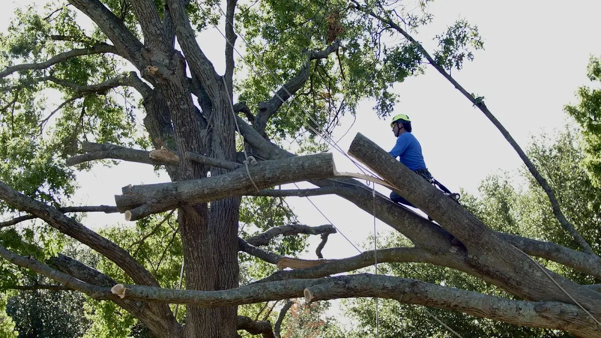 Professional Crown Thinning performed by certified arborists in Fort Sill
