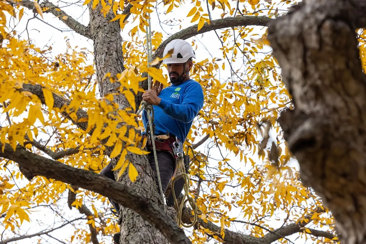 Skilled Tree Pruning crew working in Fort Sill