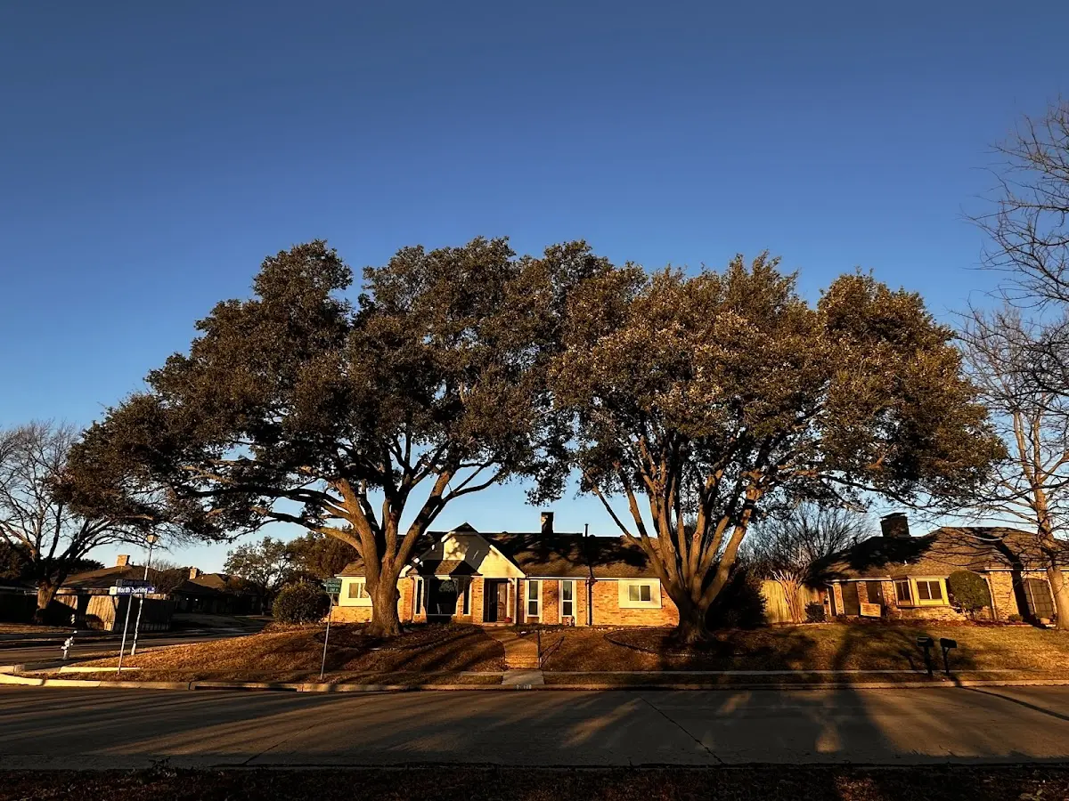 Established residential canopy tree shading a home in Fort Sill
